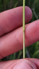 Carex prairea