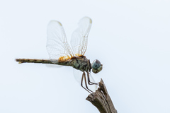 Urothemis assignata