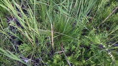 Carex prairea