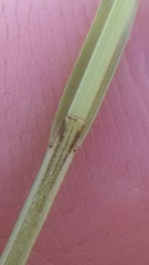 Carex prairea