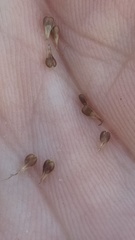Carex prairea