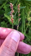 Carex prairea