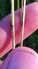 Carex prairea