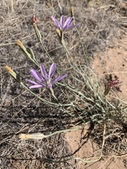 Lygodesmia grandiflora