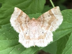 Metarranthis indeclinata