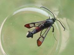 Synanthedon formicaeformis