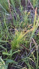 Carex suberecta