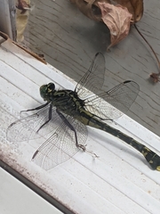 Gomphurus