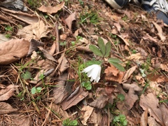 Anemonoides raddeana