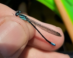 Enallagma geminatum