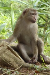 Macaca