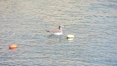 Ichthyaetus hemprichii