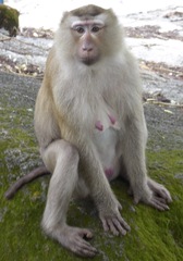 Macaca