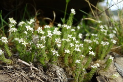 Galium pyrenaicum