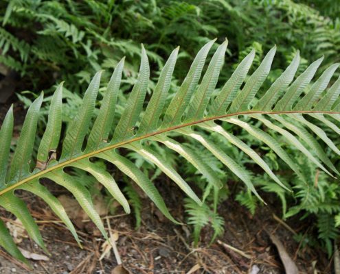 photo of Rasp Fern (Blechnum parrisiae)