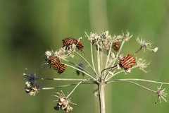 Graphosoma italicum italicum