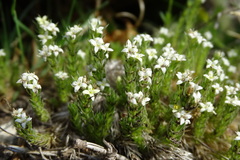 Galium pyrenaicum