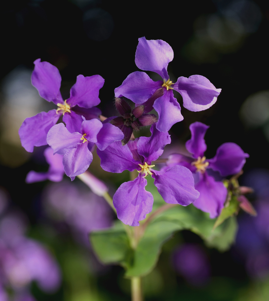 Chinese Violet Cress