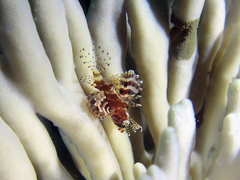 Dendrochirus brachypterus