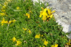 Genista pilosa