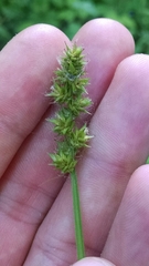 Carex conjuncta
