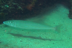 Sillaginodes punctatus