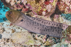 Giant Moray photo 4
