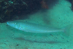 Sillaginodes punctatus