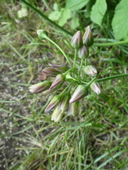 Allium siculum dioscoridis