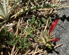 Monardella macrantha macrantha
