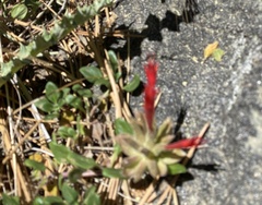 Monardella macrantha macrantha
