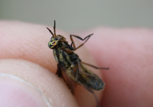 Striated Deer Fly photo 2