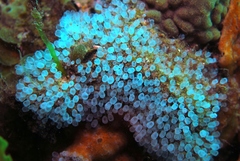 Pycnoclavella tabella