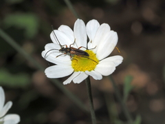 Stenurella jaegeri