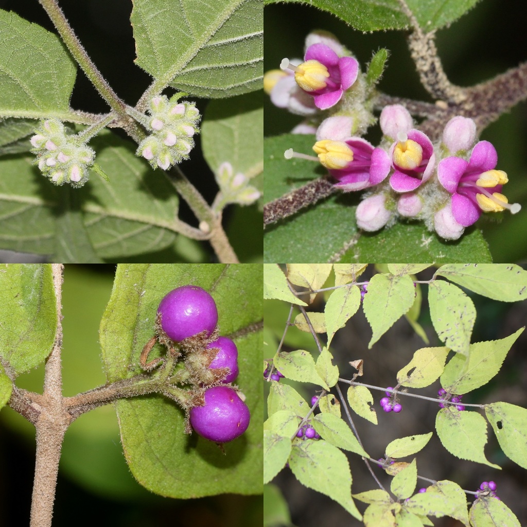 Japanese Beautyberry