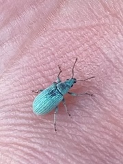 Phyllobius virideaeris