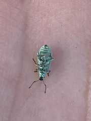 Phyllobius virideaeris