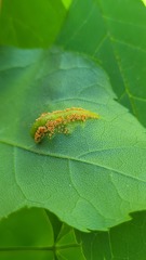 Puccinia sparganioidis
