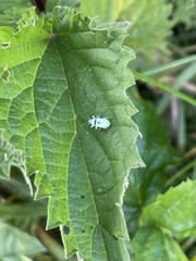 Phyllobius virideaeris