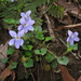 Viola grypoceras - Photo (c) Σ64,  זכויות יוצרים חלקיות (CC BY-SA)