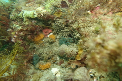 Virididentula dentata