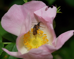 Alosterna tabacicolor
