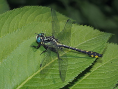 Gomphus