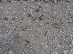 Pediomelum megalanthum