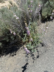 Penstemon palmeri