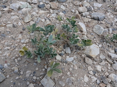 Pediomelum megalanthum