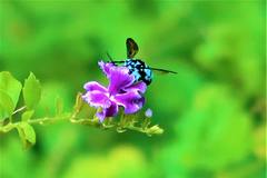 Thyreus himalayensis