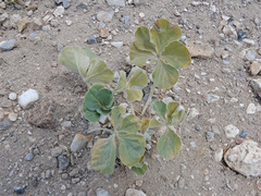 Pediomelum megalanthum