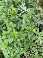 Potentilla