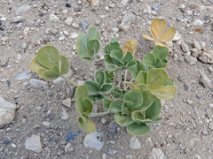 Pediomelum megalanthum